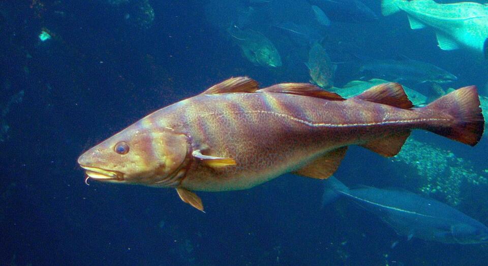 Ocean Hotspots Are Heating Up—Fast!