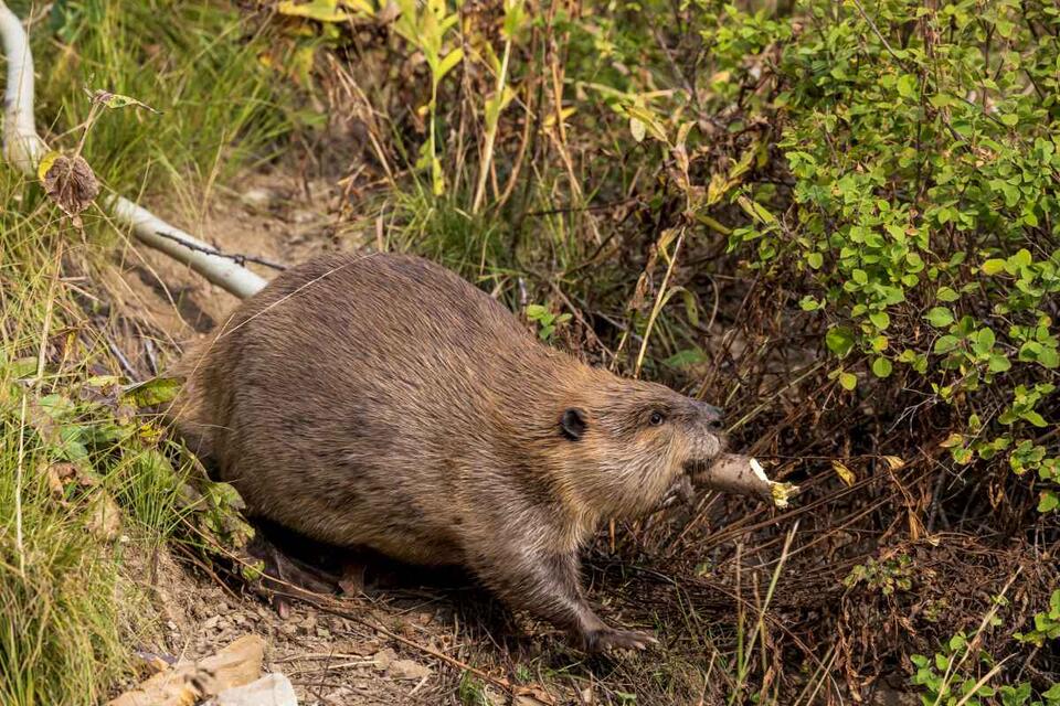 Utah’s beavers are saving our rivers