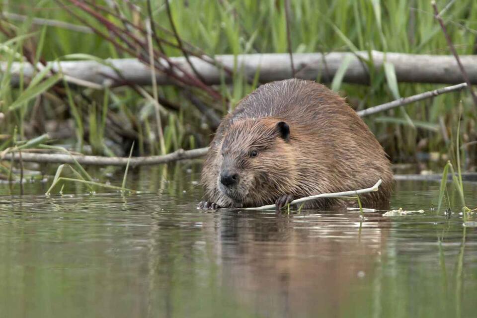 Utah’s beavers are saving our rivers