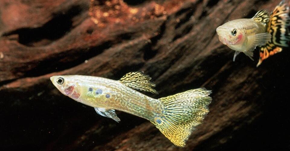 Tropical Fish Take Over Kyiv’s Sewers