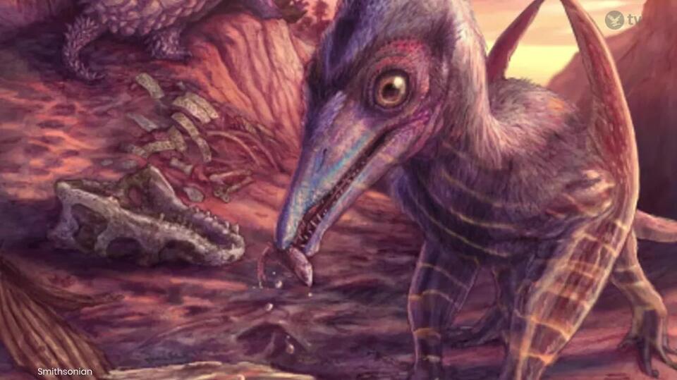 Tiny ancient shark found in Mammoth Cave