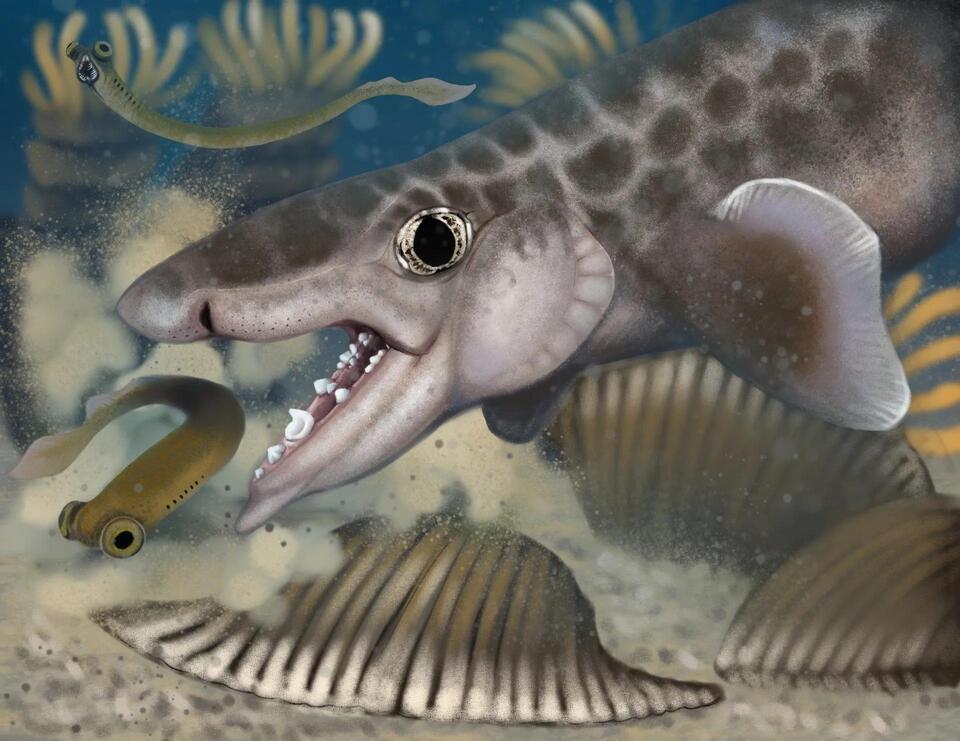 Tiny ancient shark found in Mammoth Cave