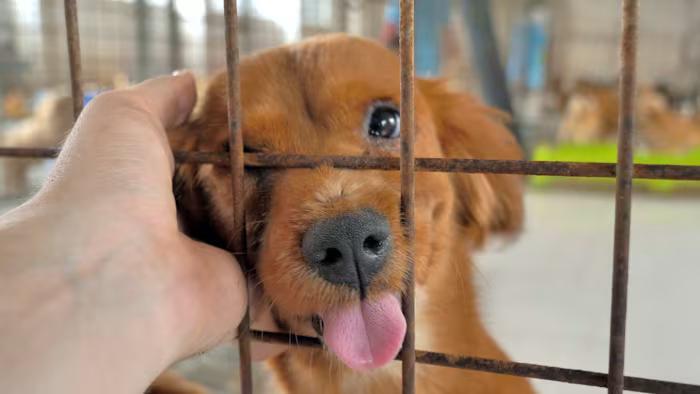 Houston’s shelters need you this August