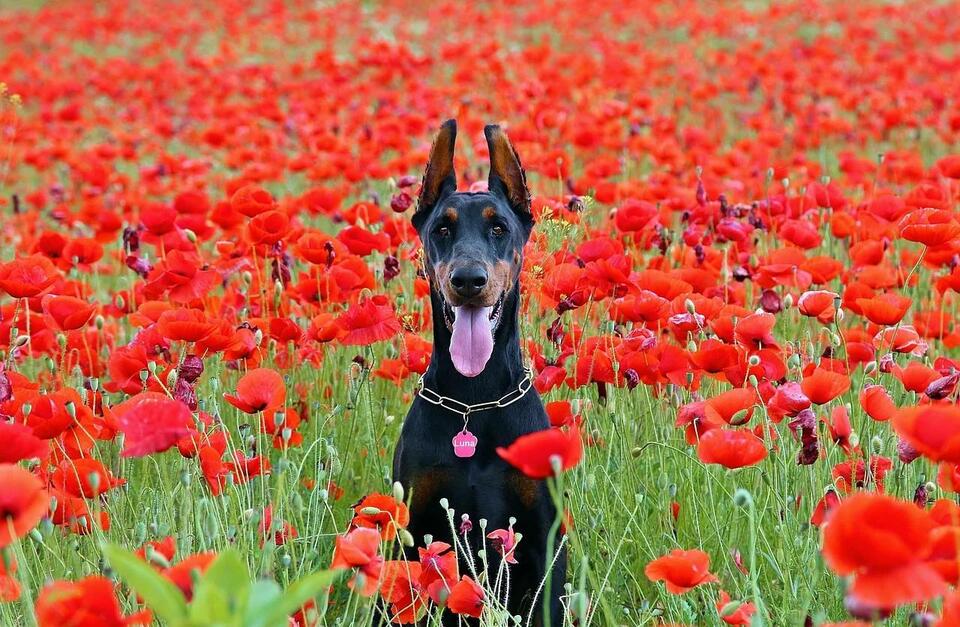 Which Dog Breeds Can Handle Your Crazy Life?