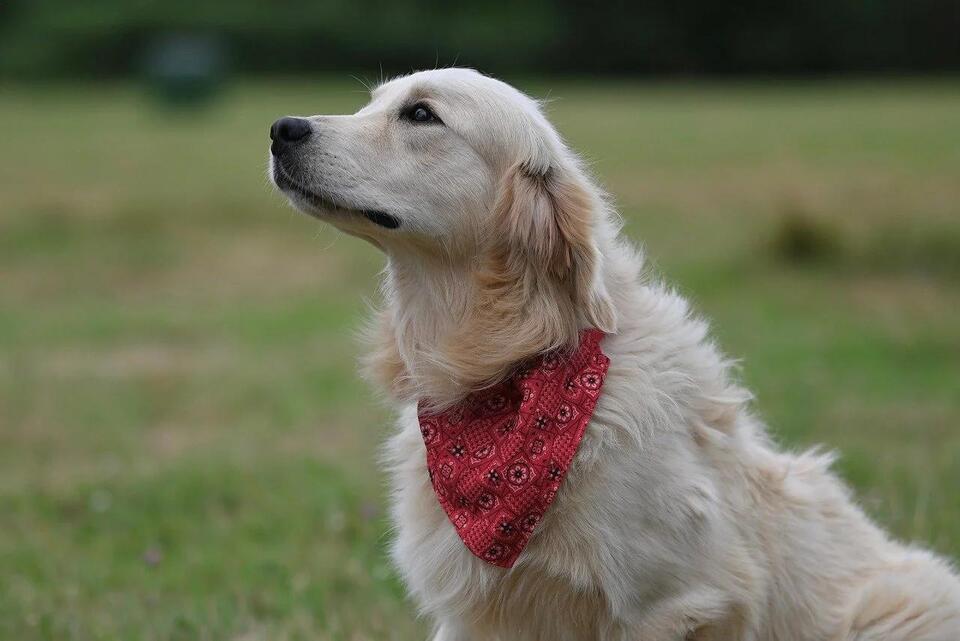 Which Dog Breeds Can Handle Your Crazy Life?