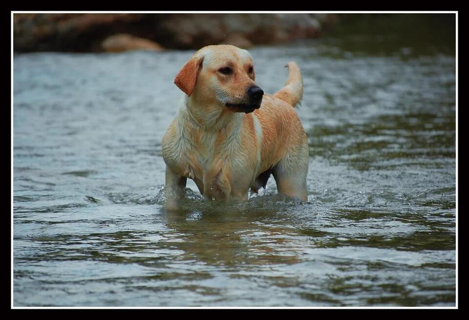 Which Dog Breeds Can Handle Your Crazy Life?