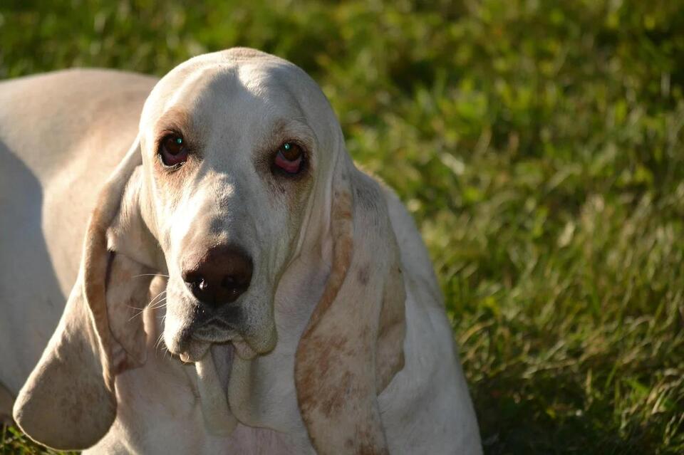 Which Dog Breeds Can Handle Your Crazy Life?