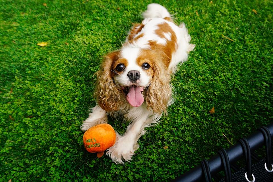 Which Dog Breeds Can Handle Your Crazy Life?