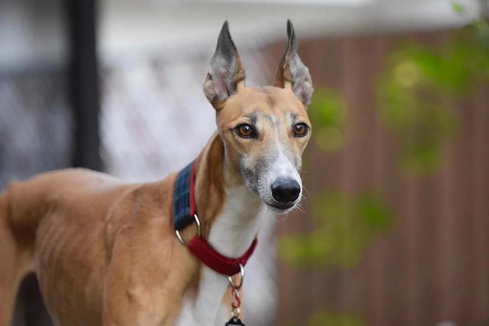 Which Dog Breeds Can Handle Your Crazy Life?