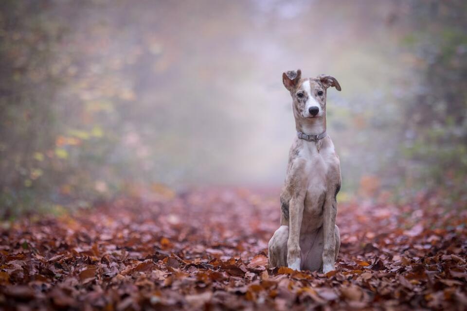 Which Dog Breeds Can Handle Your Crazy Life?