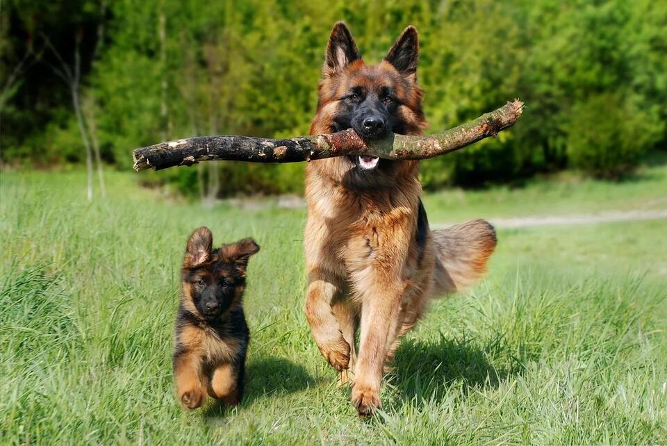 Which Dog Breeds Can Handle Your Crazy Life?