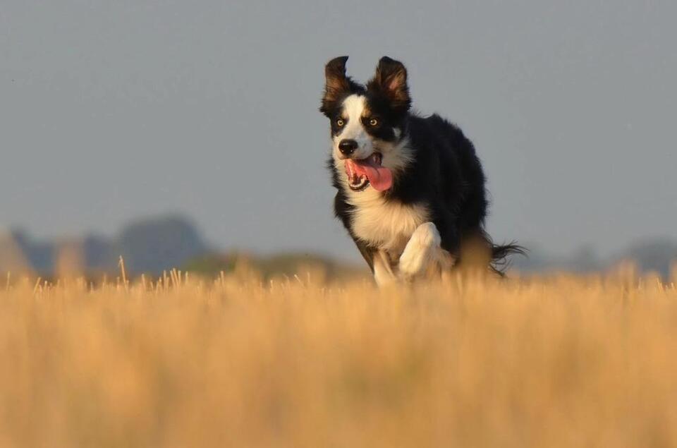 Which Dog Breeds Can Handle Your Crazy Life?