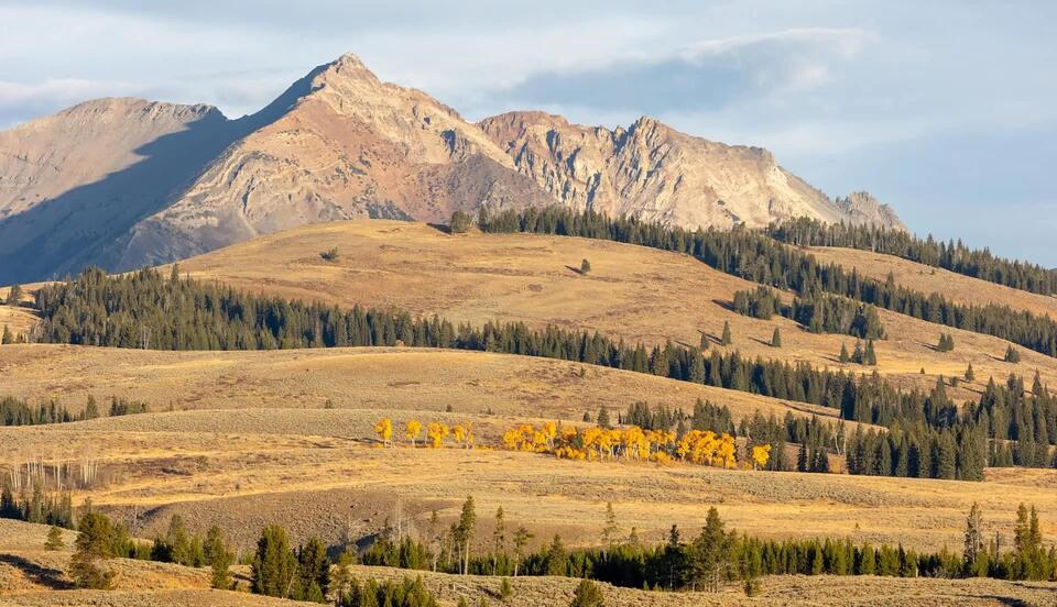 Yellowstone’s risky tourists: Why do some people ignore the danger?