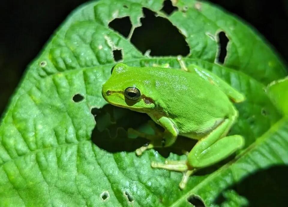 Shanghai’s Toad Comeback!