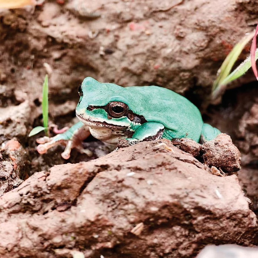 Shanghai’s Toad Comeback!