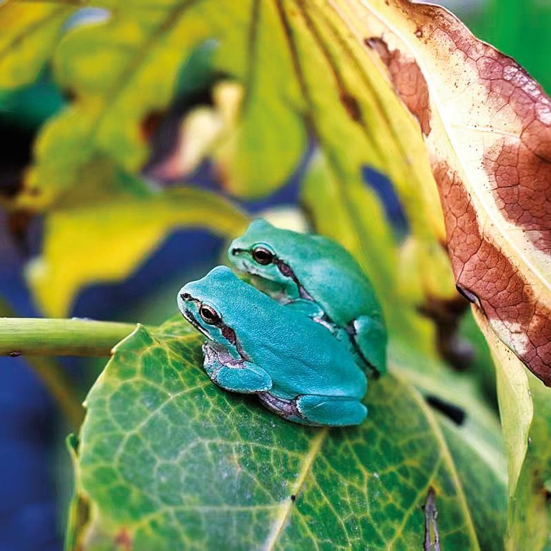 Shanghai’s Toad Comeback!