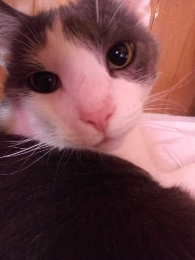 Whiskermomma