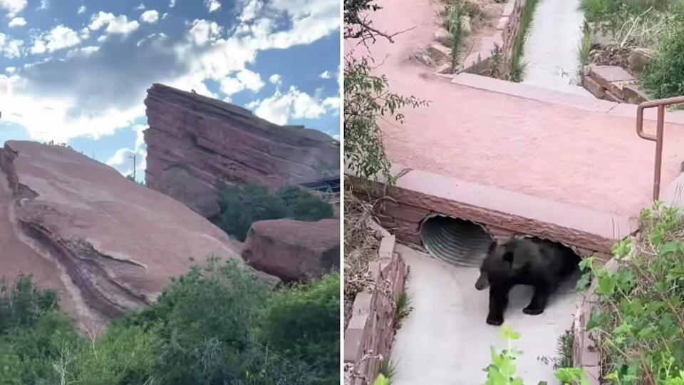 Bears crash the party at Red Rocks