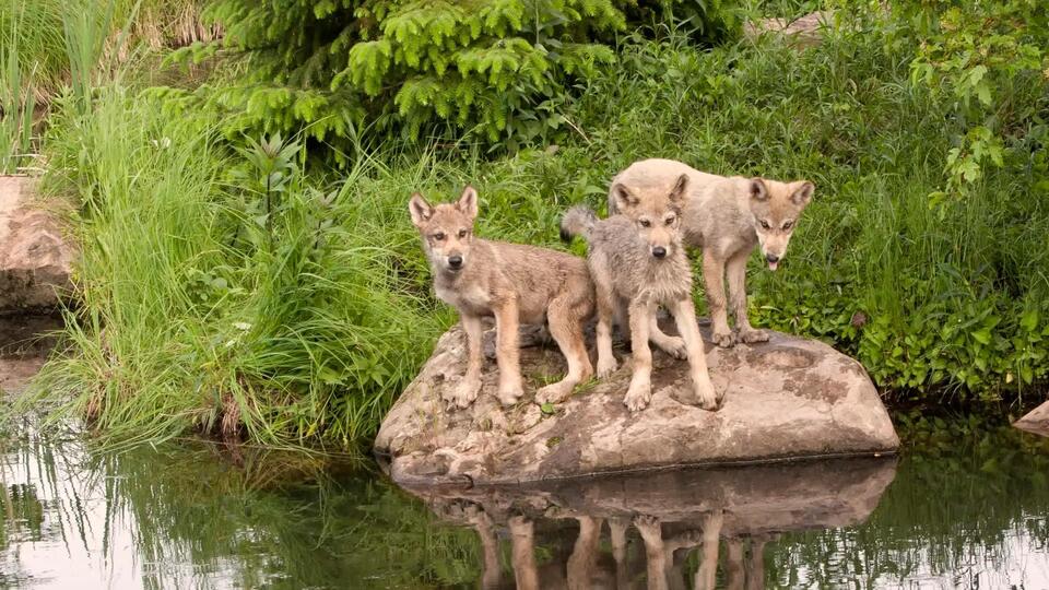 Colorado’s wolf pups spark hope for nature