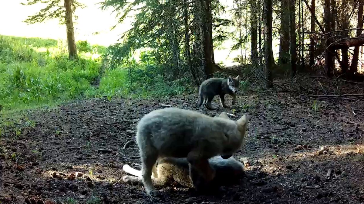 Colorado’s wolf pups spark hope for nature