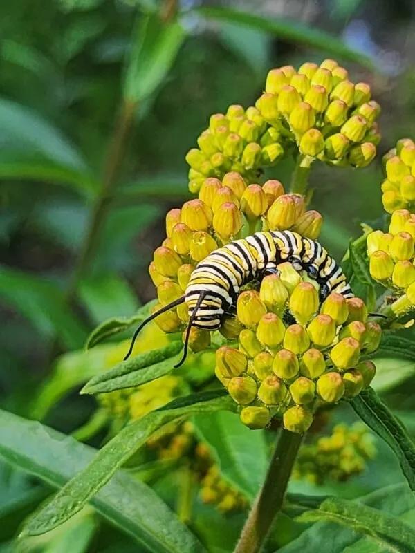 Monarch Caterpillar Spotted—Finally!
