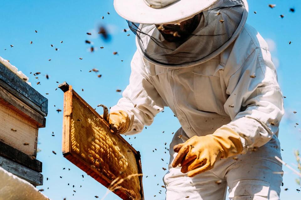 Spot These Hornets Before They Wreck Our Bees!