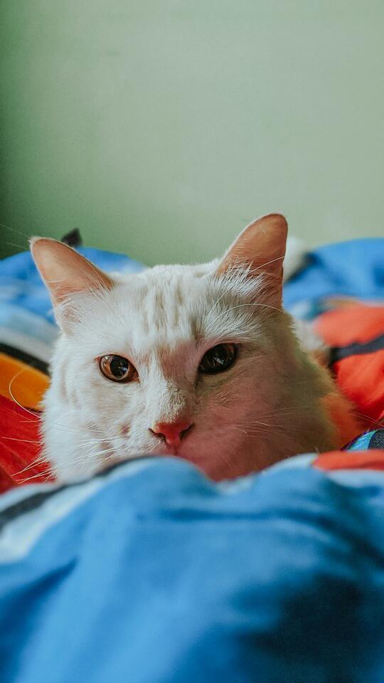 Is Your Cat Secretly Testing You?
