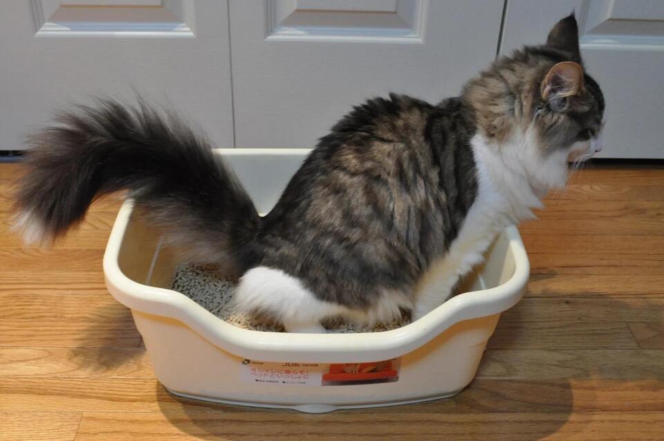 Is Your Cat Secretly Testing You?