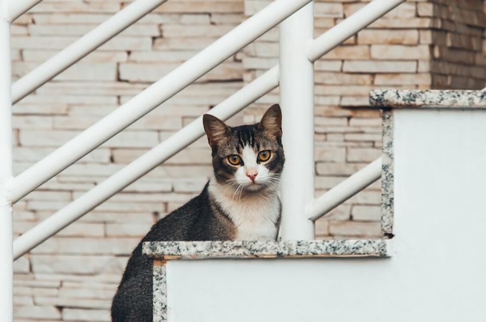 Is Your Cat Secretly Testing You?