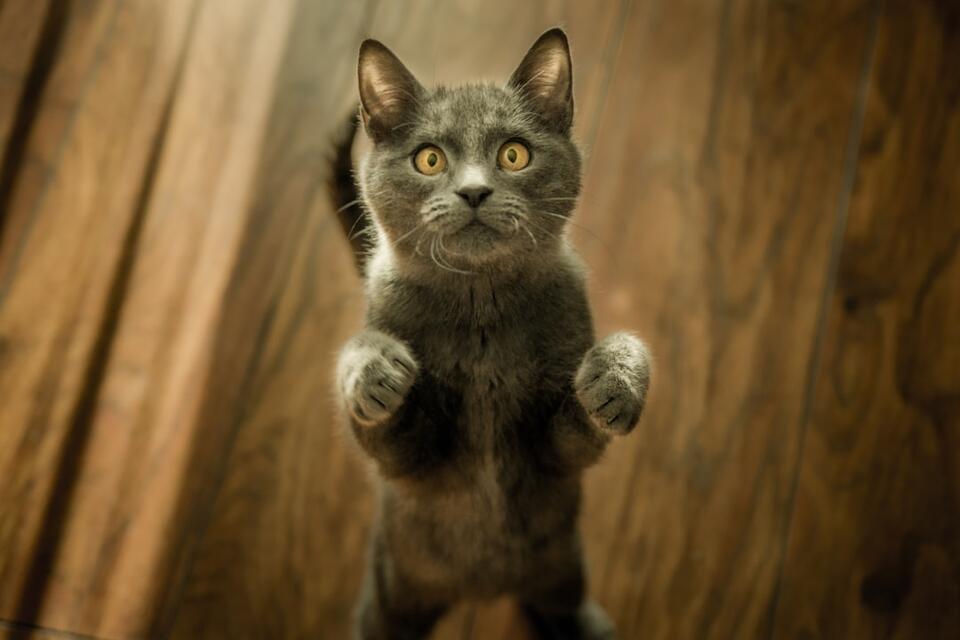 Is Your Cat Secretly Testing You?