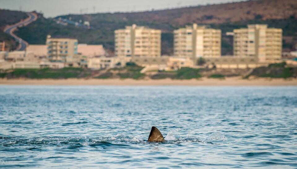 Bull Sharks Are Crashing Sydney’s Beach Party