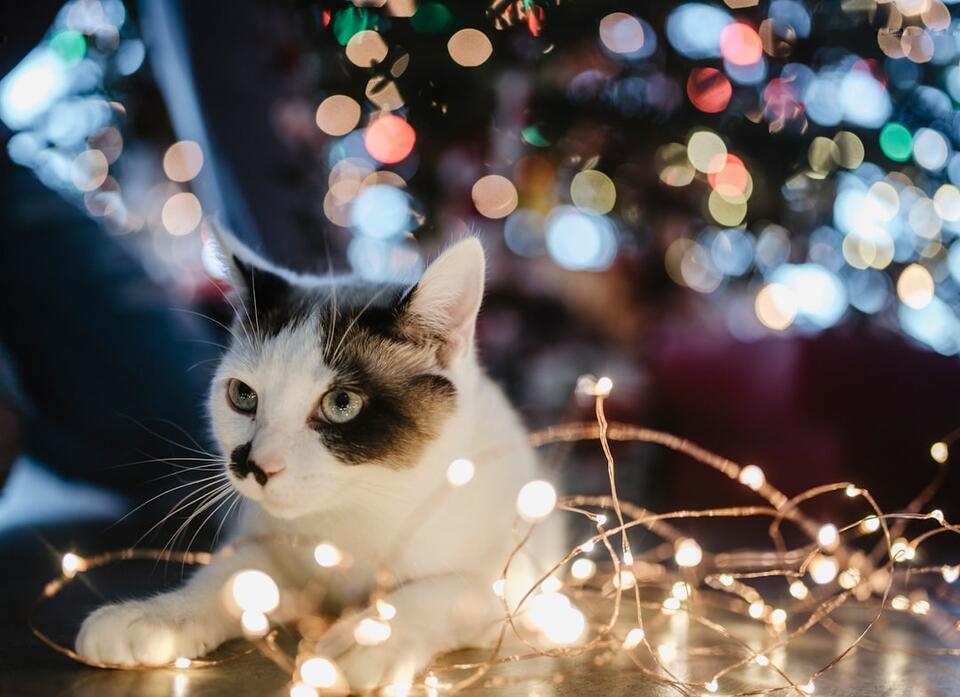 Is Your Cat Secretly Testing You?