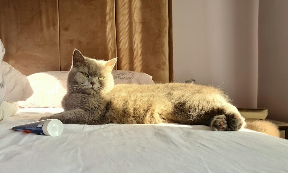 Is Your Cat Secretly Testing You?
