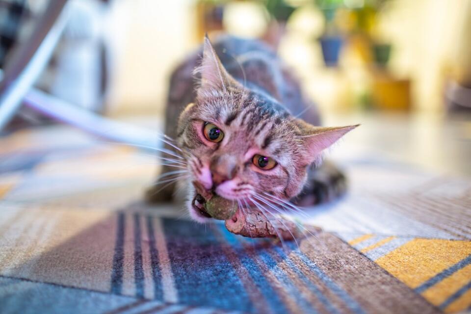 Is Your Cat Secretly Testing You?