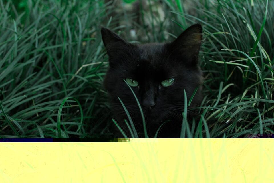Is Your Cat Secretly Testing You?