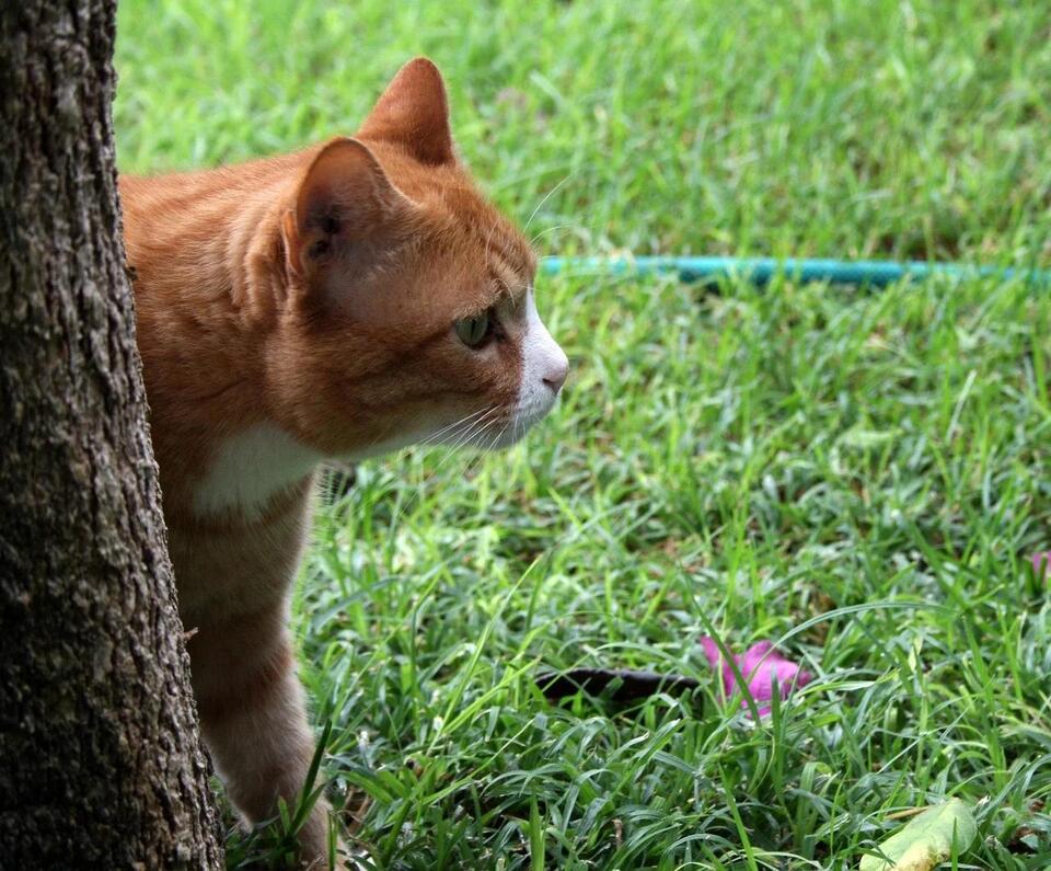 Is Your Cat Secretly Testing You?