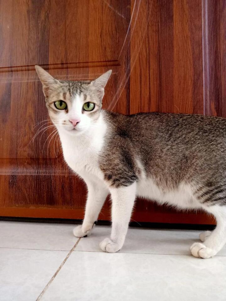 Is Your Cat Secretly Testing You?