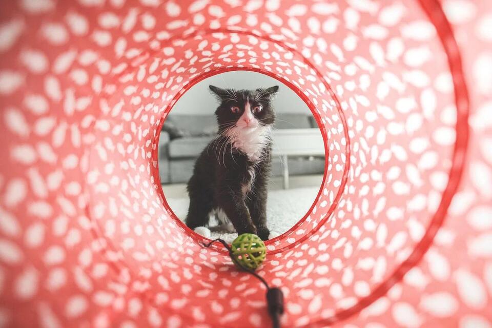 Is Your Cat Secretly Testing You?