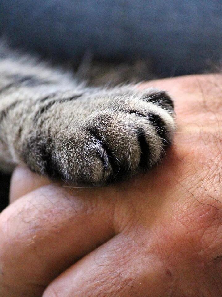 Is Your Cat Secretly Testing You?