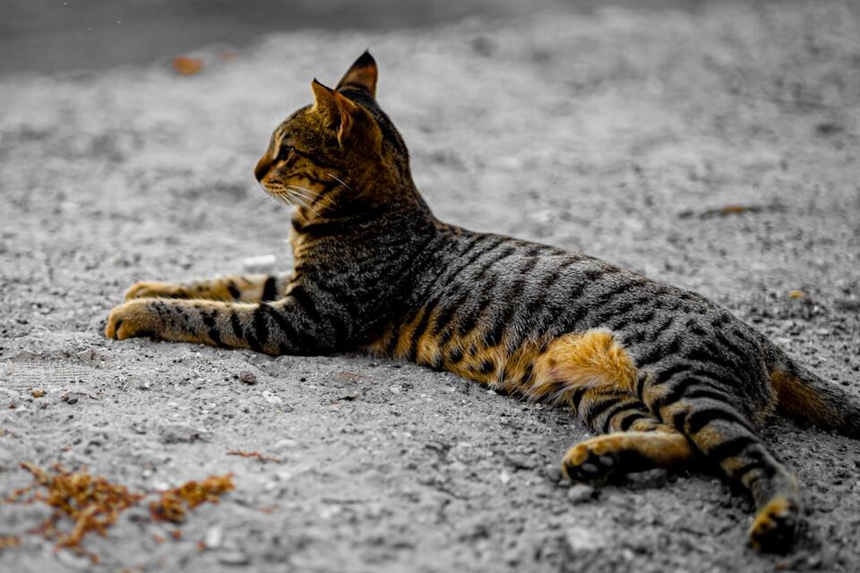 Is Your Cat Secretly Testing You?