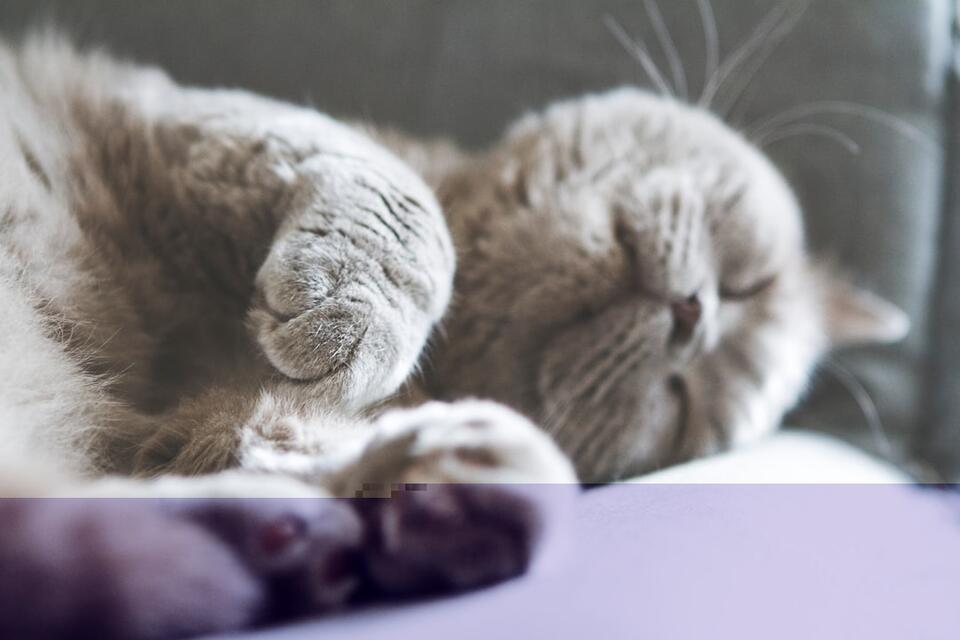 Is Your Cat Secretly Testing You?