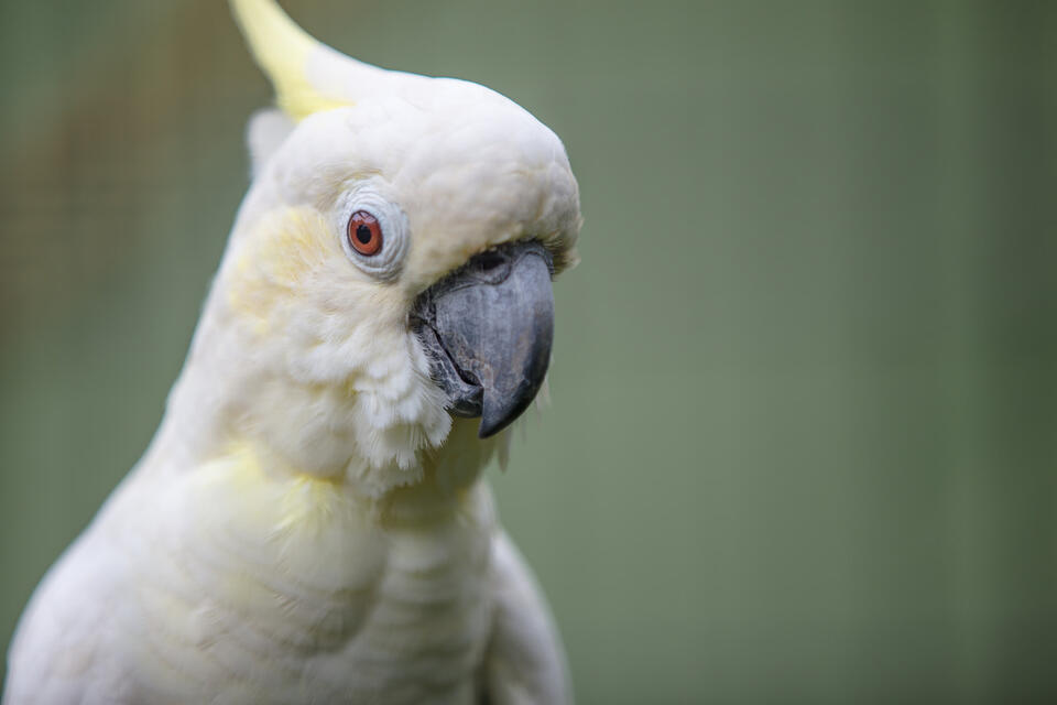Cockatoo’s Mission: Boop That Snoot!