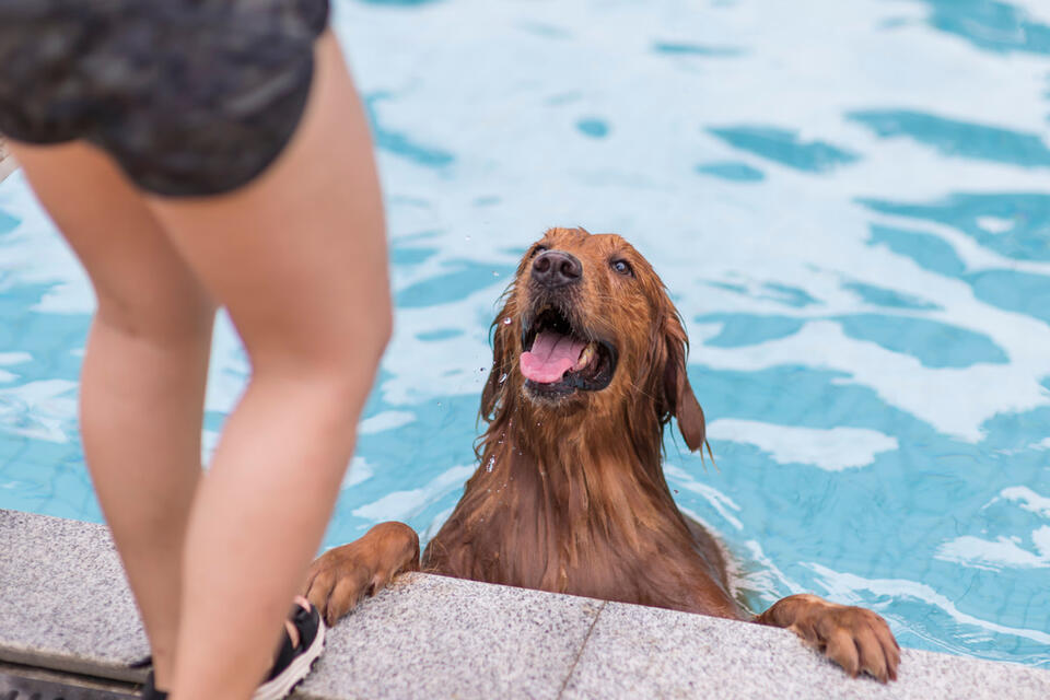 Golden Retriever’s Pool Party Vibes