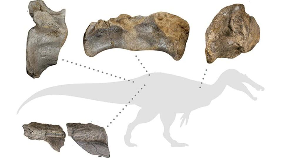 Europe’s Biggest Dino Ever Found!