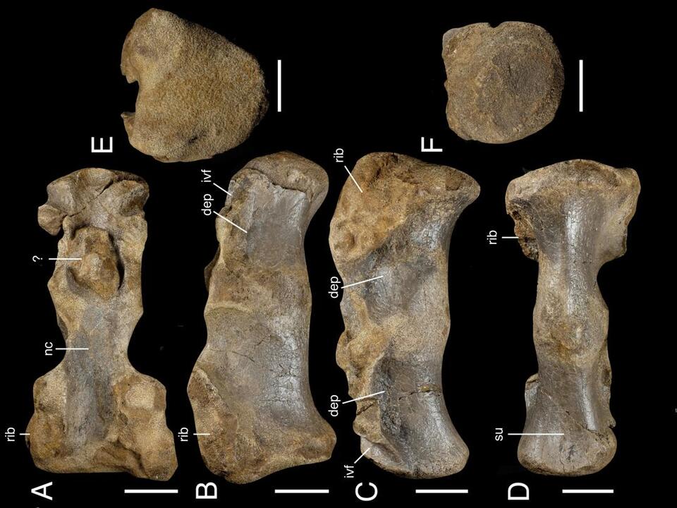 Europe’s Biggest Dino Ever Found!