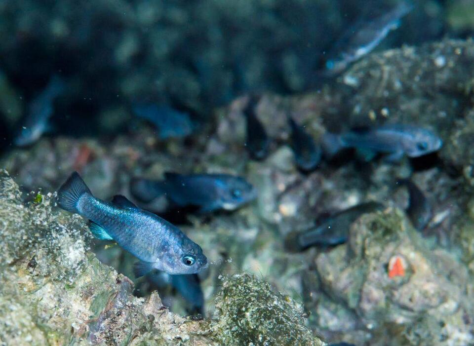 A Russian quake shakes up Nevada’s rarest fish