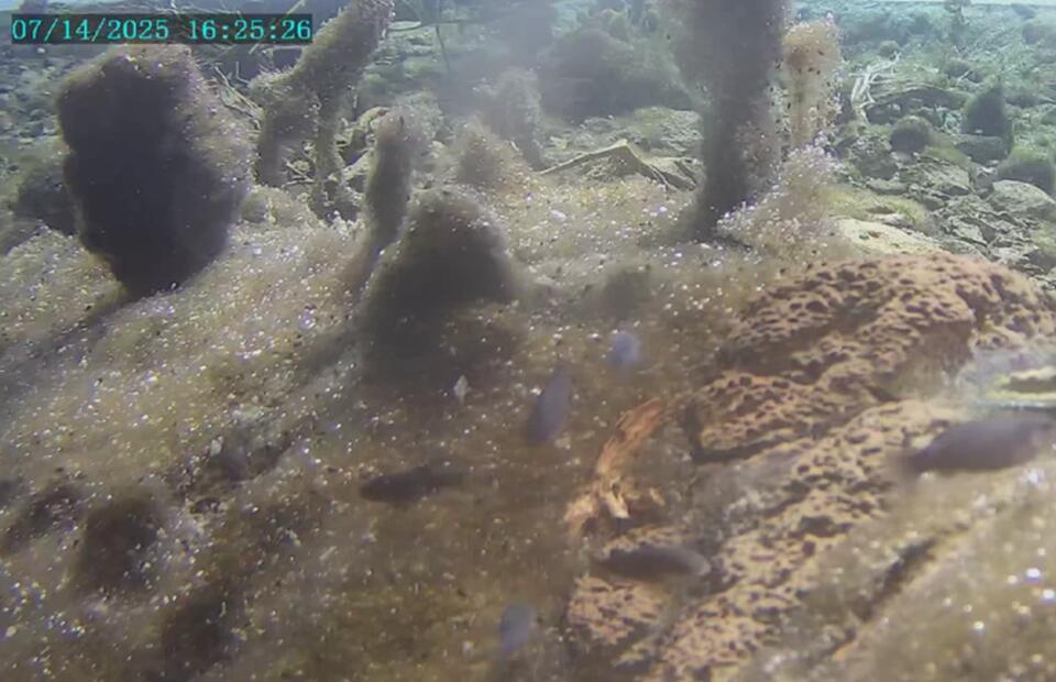 A Russian quake shakes up Nevada’s rarest fish
