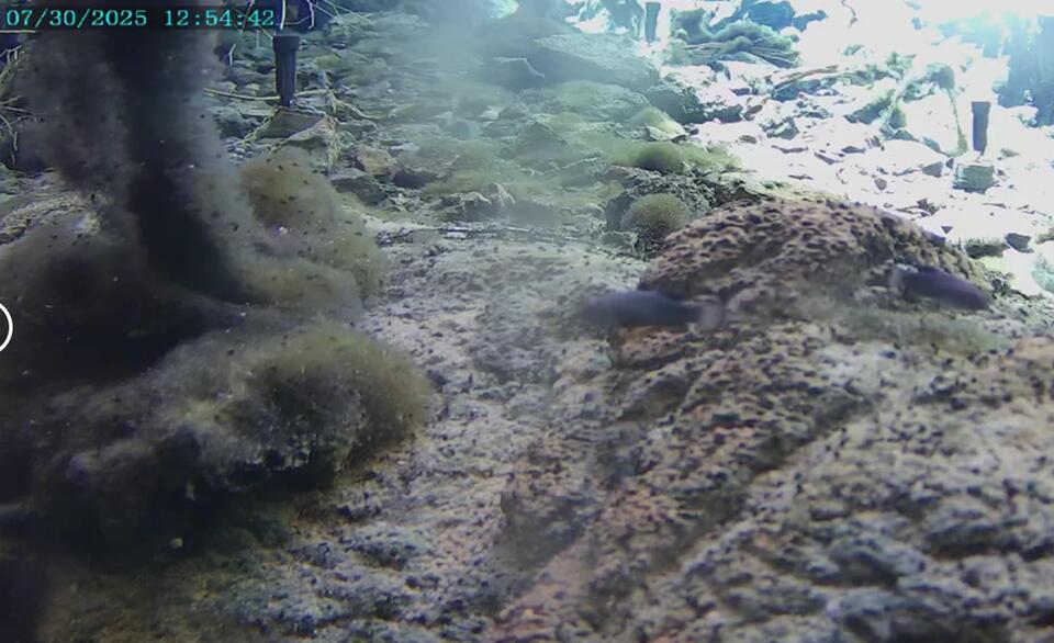 A Russian quake shakes up Nevada’s rarest fish