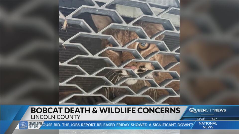 Wildlife on the move in Lincoln County