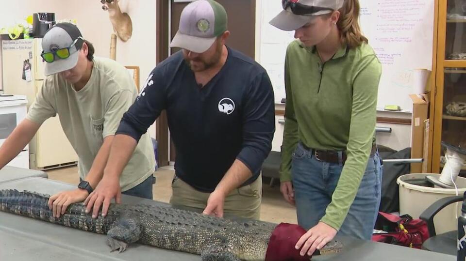 Alligators are nesting in Fort Worth!